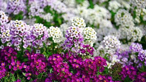 How to Grow and Take Care of the Pretty Alyssum Flower Plant